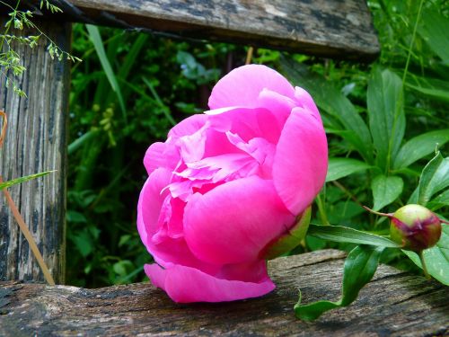 peony blossom bloom