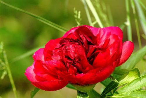 peony red flower light