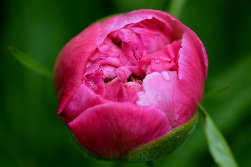 peony flower pink