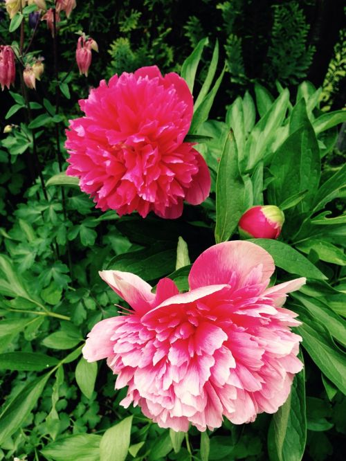 peony flower plant