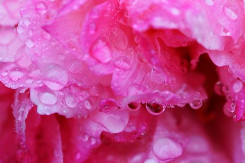 peony rain drip