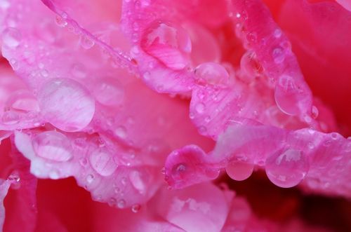 peony rain drip