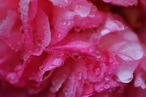 peony rain drip