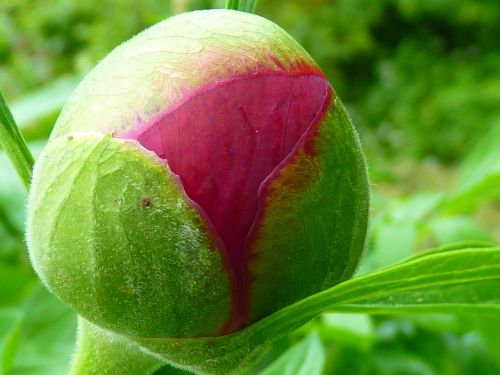 peony bud bush