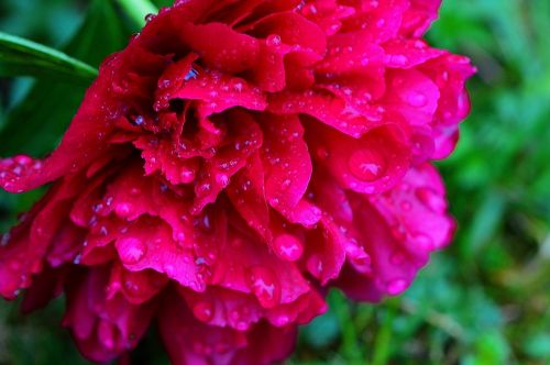 peony rain drip