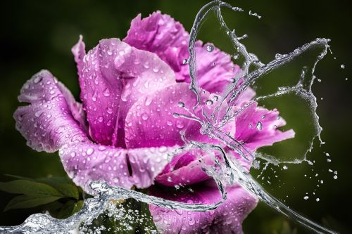 peony flower blossom