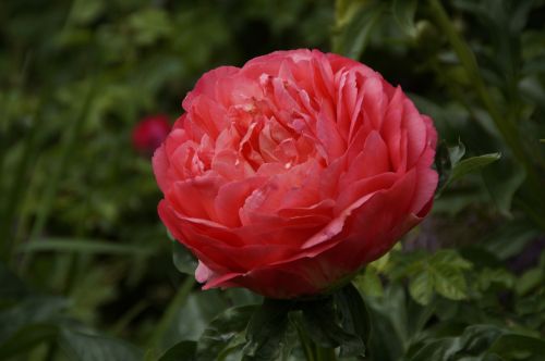 peony pentecost flower