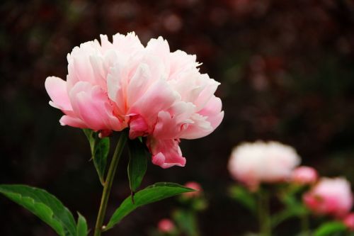 peony flower pink