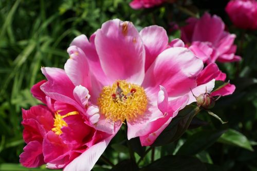 peony flower blossom