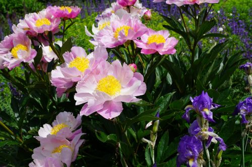 peony flower blossom