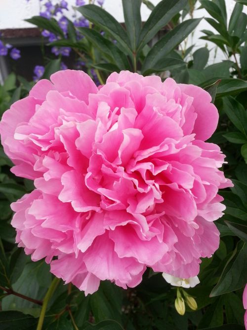 peony pink garden