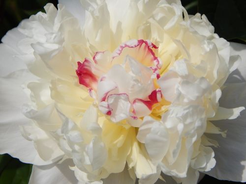 peony flower blossom