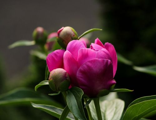 peony bud pink flower fuchsia color