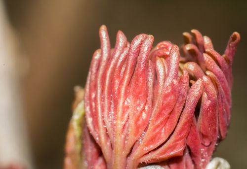 peony bud bloom blooming