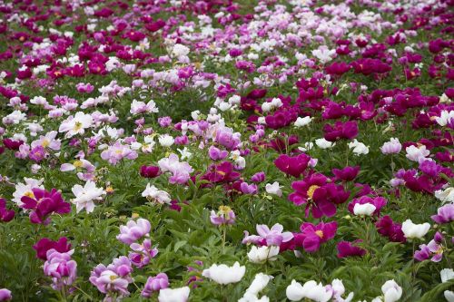 peony flowers flowers flower garden