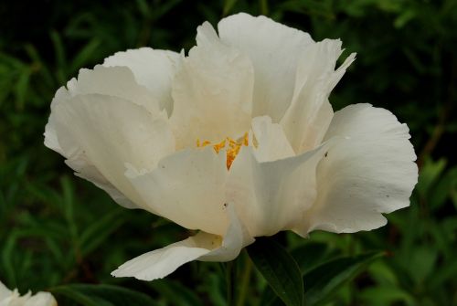 peony krinkled white white flower