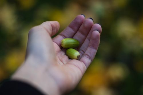acorns hand seed