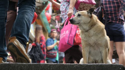 people street mammal