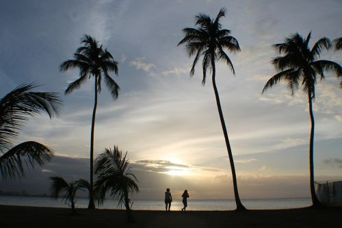 people palms sunset