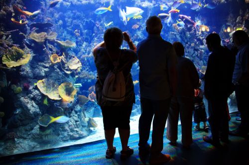 People Inside Aquarium