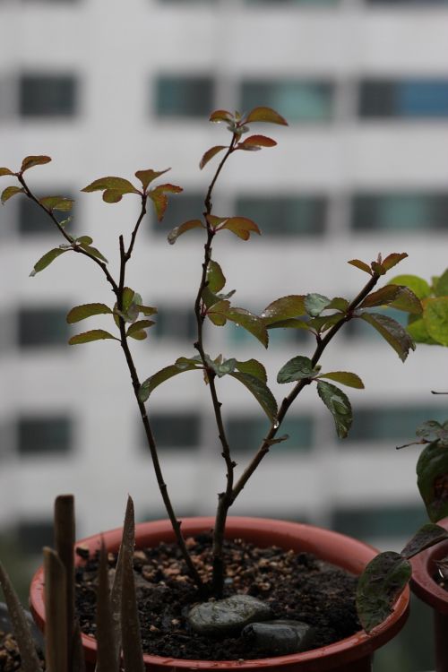 people tree potted plant flower