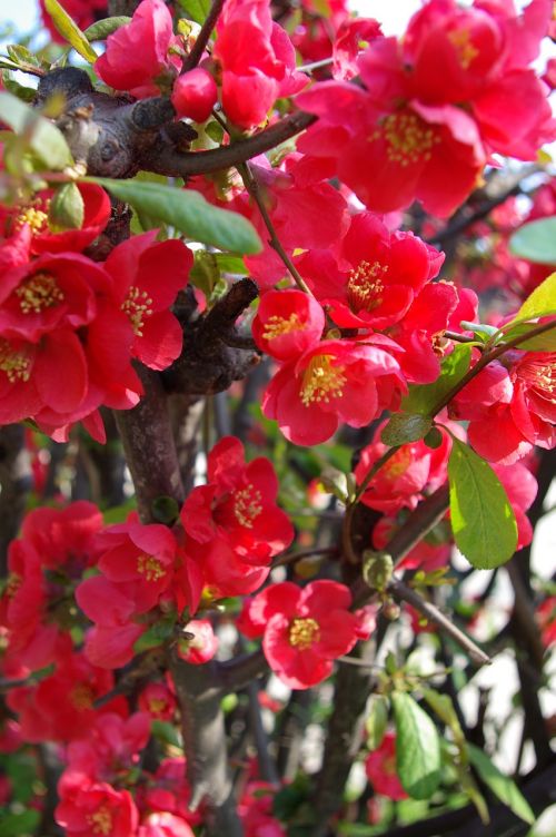 people who tree flower spring flowers red flower