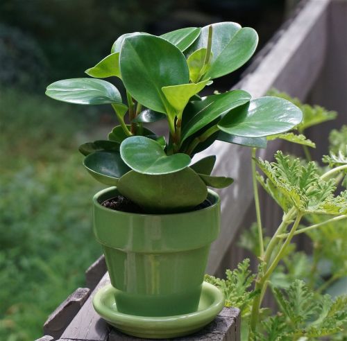 peperomia pot plant indoor