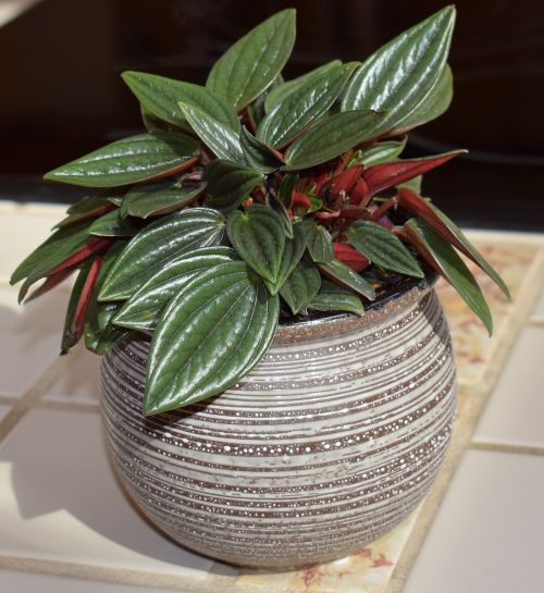 peperomia caperata rosso peperomia container plant