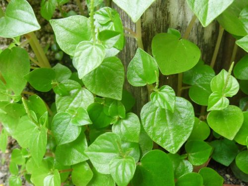 peperomia pellucida green leaves