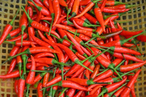 chili pepper sharp