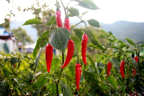 pepper hot pepper vegetables