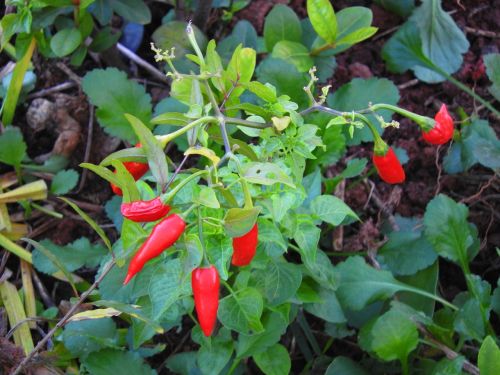 pepper garden chili finger lady