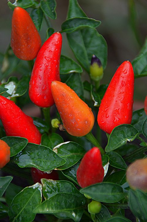 pepper vegetables red
