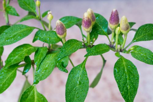 pepper vegetable food