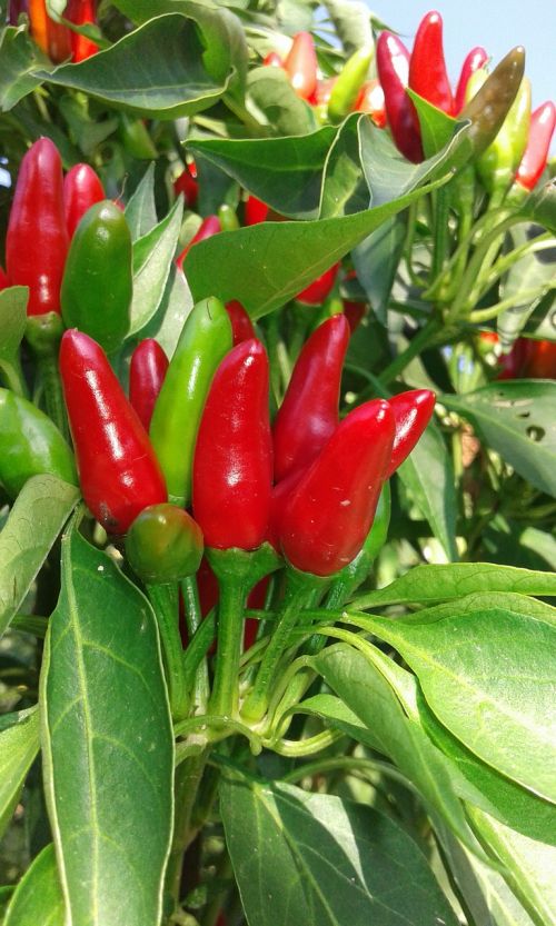 pepper red green