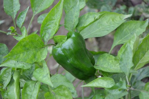 pepper green pepper green leaves