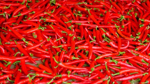 pepper  red color  nature