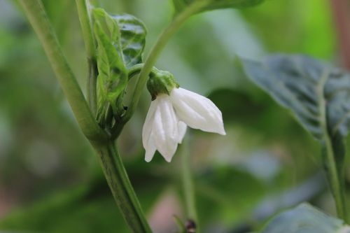 pepper flower green vegetable