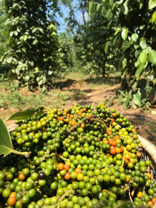 peppercorn harvest organic