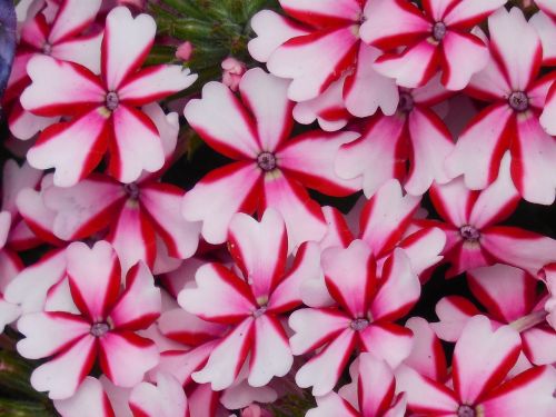 peppermint verbena leaf