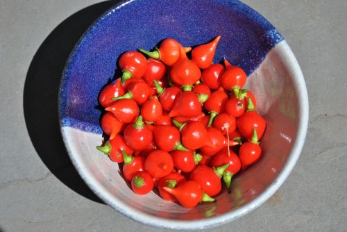 peppers plants nature