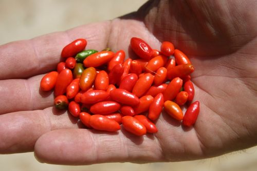 peppers garden produce