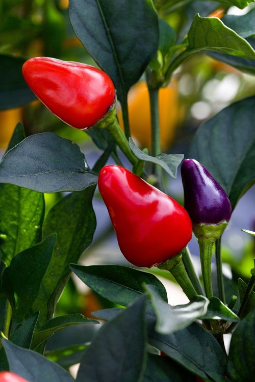 peppers growing red