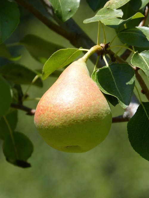peral  tree  fruit
