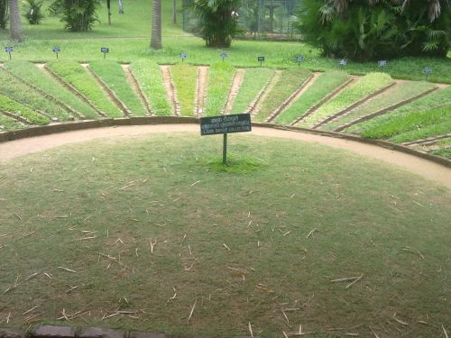 Peratheniya Garden 6