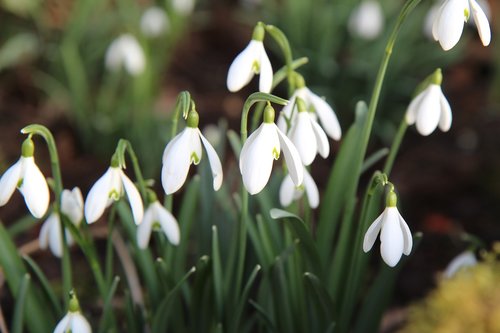 perce-neige  spring  white flowers