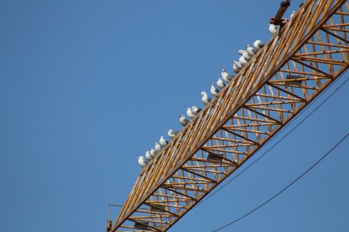crane works seagulls
