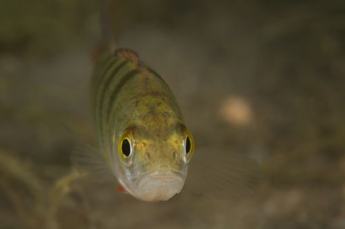 perch fish freshwater fish