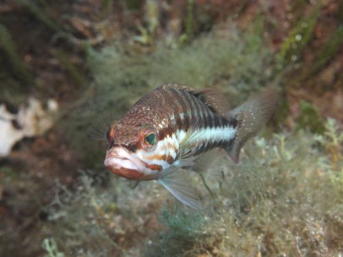 perch diving underwater