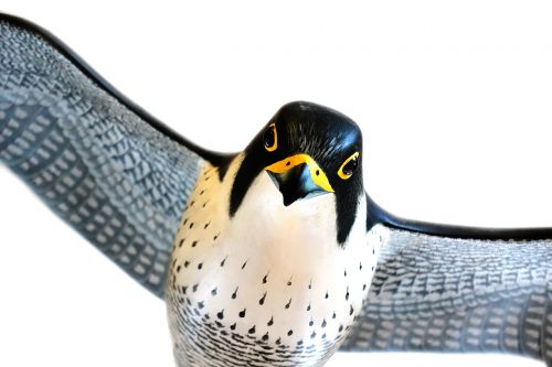 peregrine falcon bird
